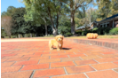 Cute Maltipoo Baby
