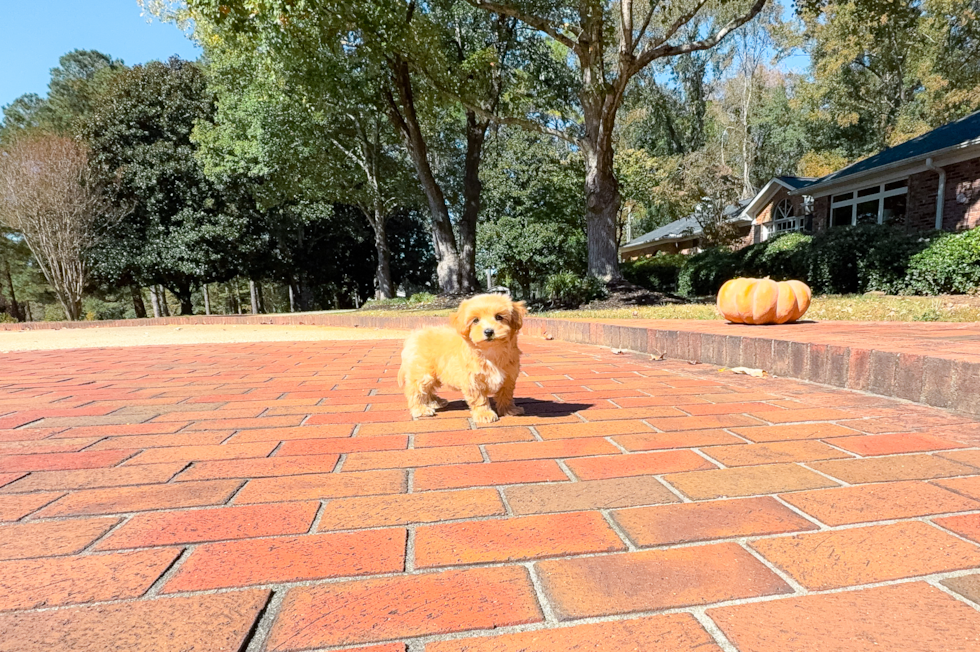 Cute Maltipoo Baby