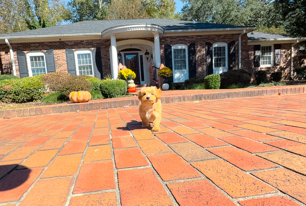 Maltipoo Pup Being Cute
