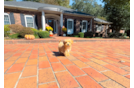 Cute Maltipoo Baby