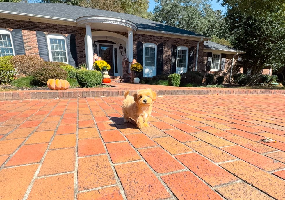 Cute Maltipoo Baby