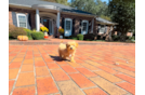 Cute Malt a Poo Poodle Mix Puppy