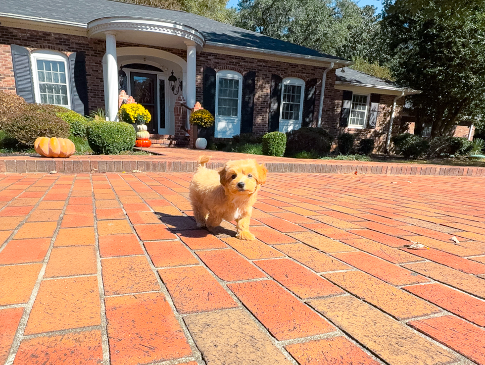 Cute Malt a Poo Poodle Mix Puppy