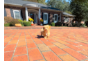 Cute Malt a Poo Poodle Mix Puppy