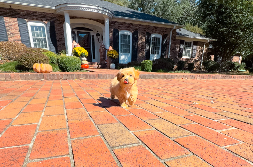 8 week old Maltipoo Puppy For Sale - Simply Southern Pups