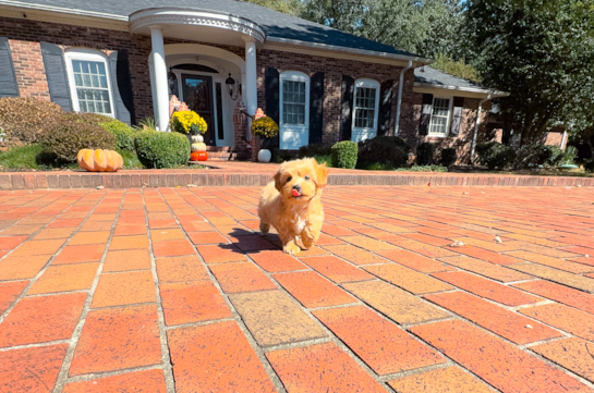 Cute Malt a Poo Poodle Mix Puppy