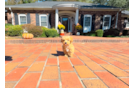 Best Maltipoo Baby