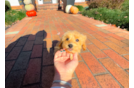 Maltipoo Puppy for Adoption