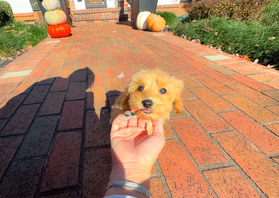 Maltipoo Puppy for Adoption