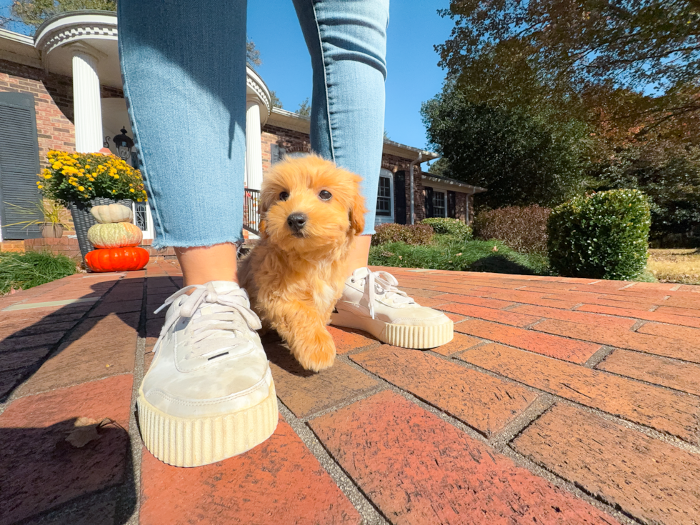 Cute Malt a Poo Poodle Mix Puppy
