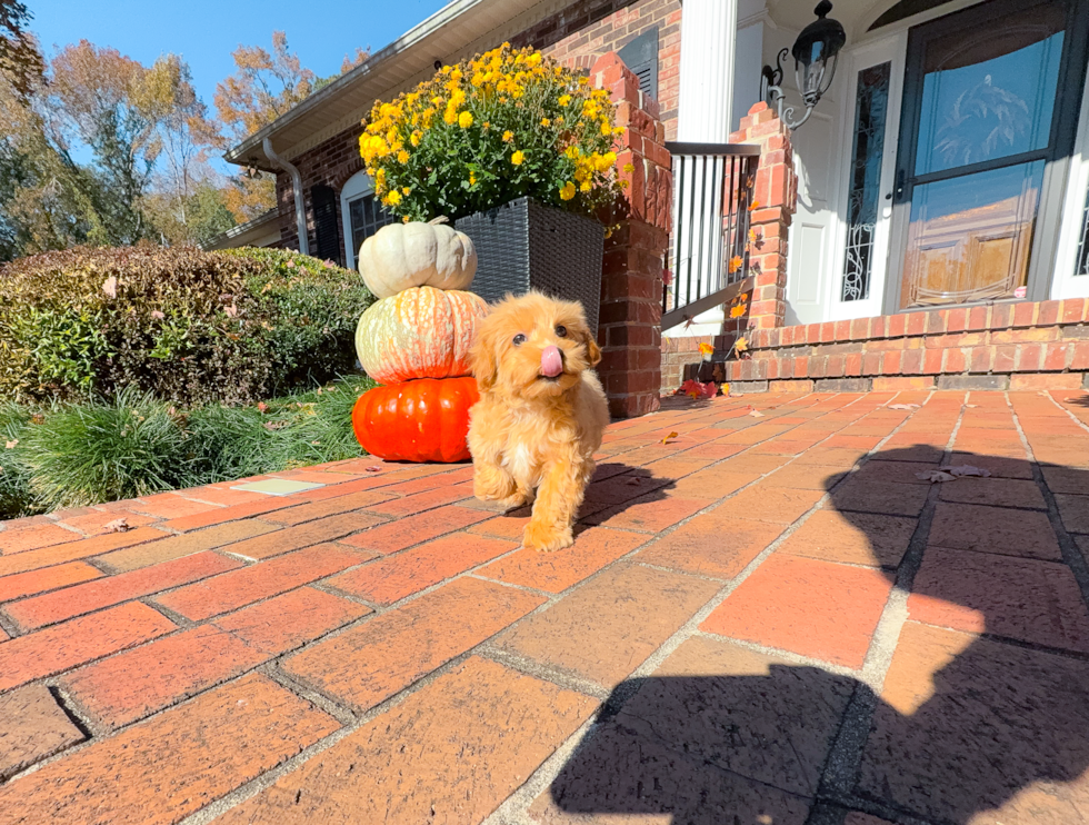 Cute Maltipoo Poodle Mix Pup