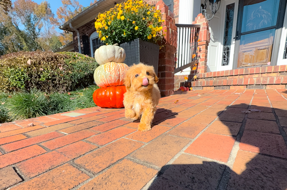 10 week old Maltipoo Puppy For Sale - Simply Southern Pups
