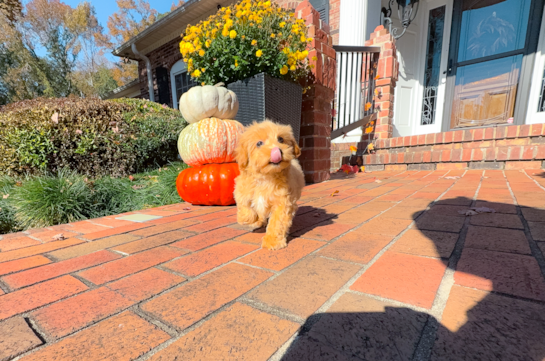 Cute Maltipoo Poodle Mix Pup
