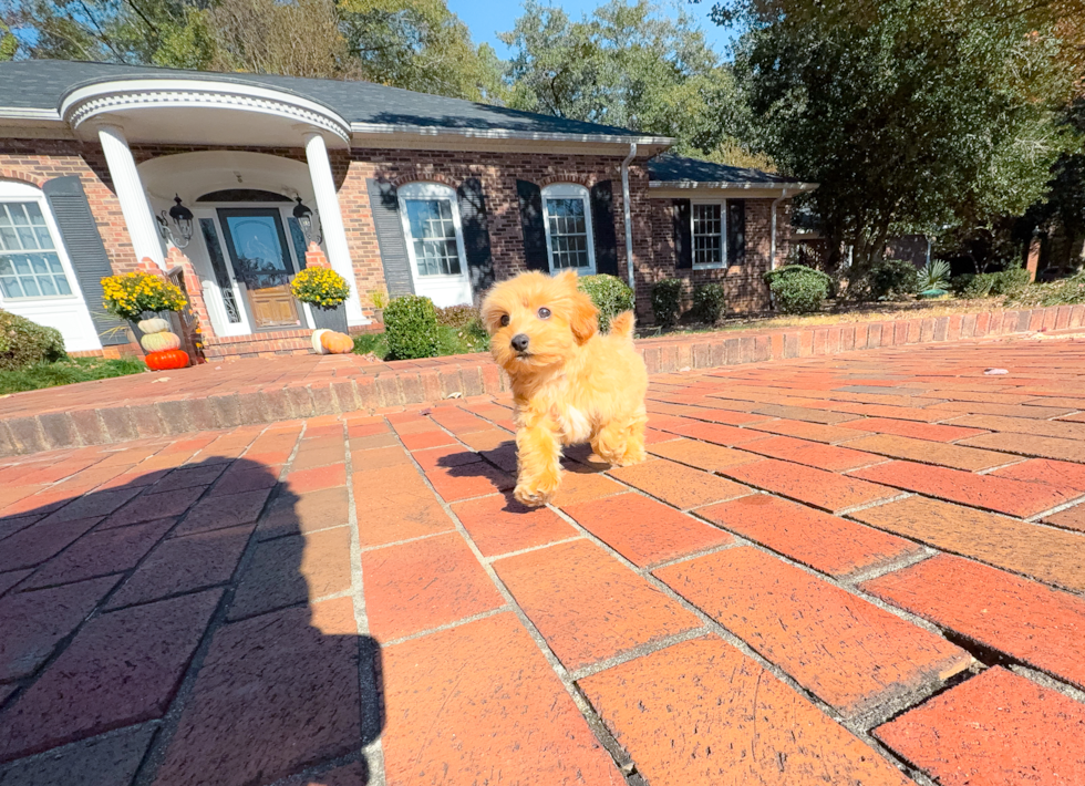 Cute Malt a Poo Poodle Mix Puppy