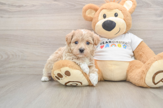 Playful Moodle Poodle Mix Puppy