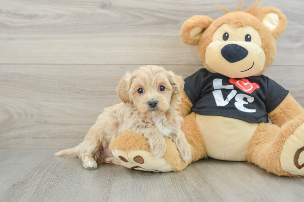 5 week old Maltipoo Puppy For Sale - Simply Southern Pups