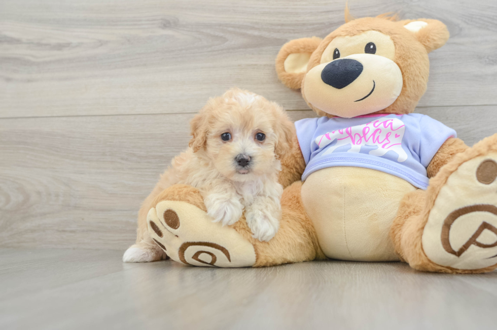 6 week old Maltipoo Puppy For Sale - Simply Southern Pups