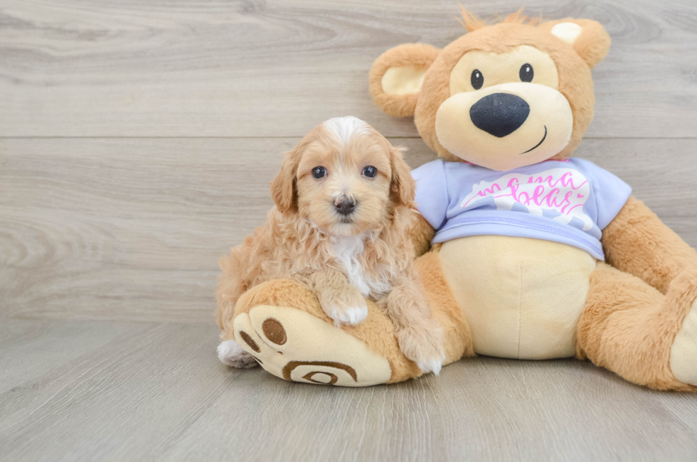 5 week old Maltipoo Puppy For Sale - Simply Southern Pups