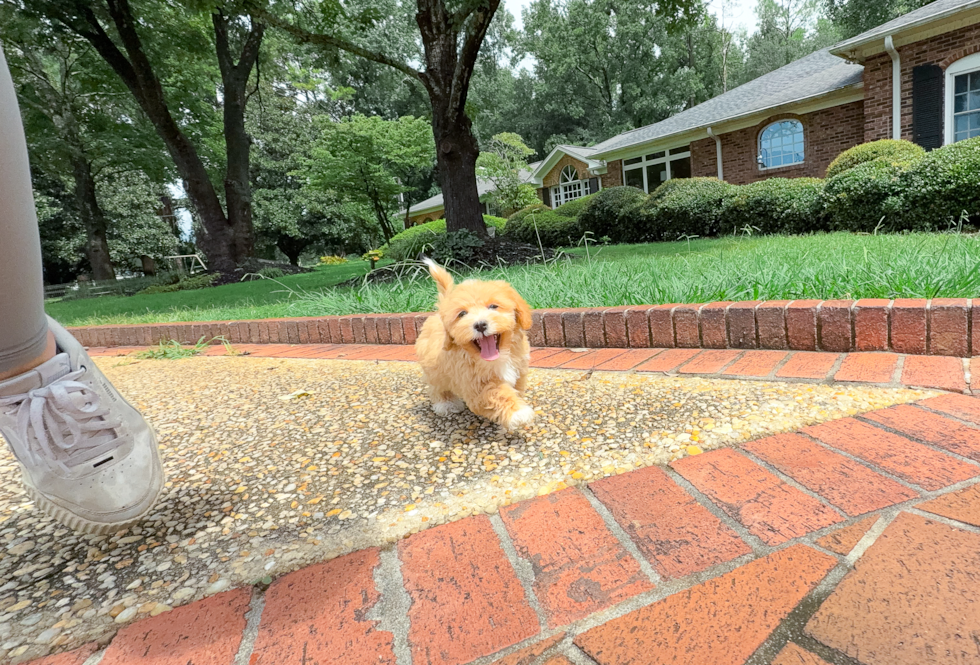 Cute Maltipoo Baby