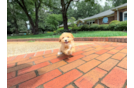 Cute Maltipoo Baby