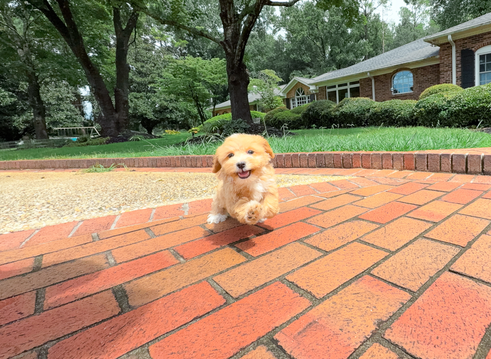 Cute Maltipoo Baby