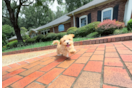 Cute Maltipoo Baby