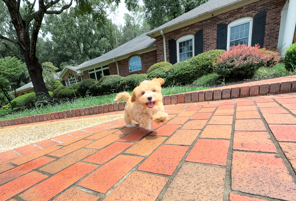 Cute Maltipoo Baby