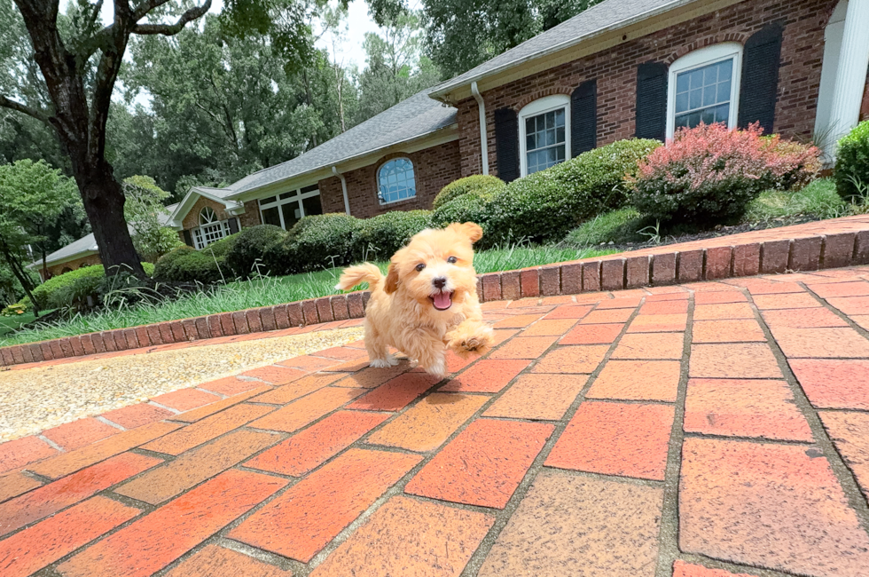 10 week old Maltipoo Puppy For Sale - Simply Southern Pups