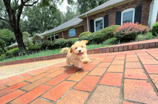 Cute Maltipoo Baby