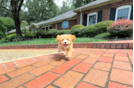 Best Maltipoo Baby