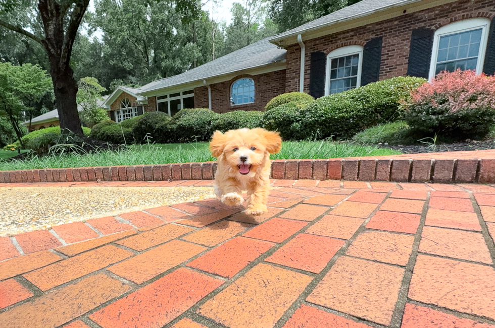Best Maltipoo Baby