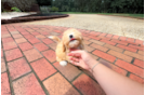 Cute Maltipoo Baby
