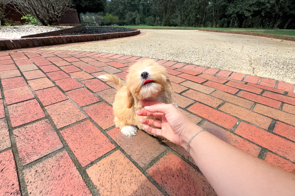 Cute Maltipoo Baby