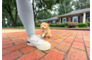 Cute Maltipoo Baby