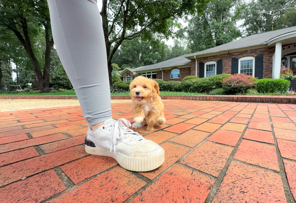 Cute Maltipoo Baby