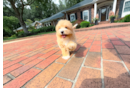Cute Malt a Poo Poodle Mix Puppy