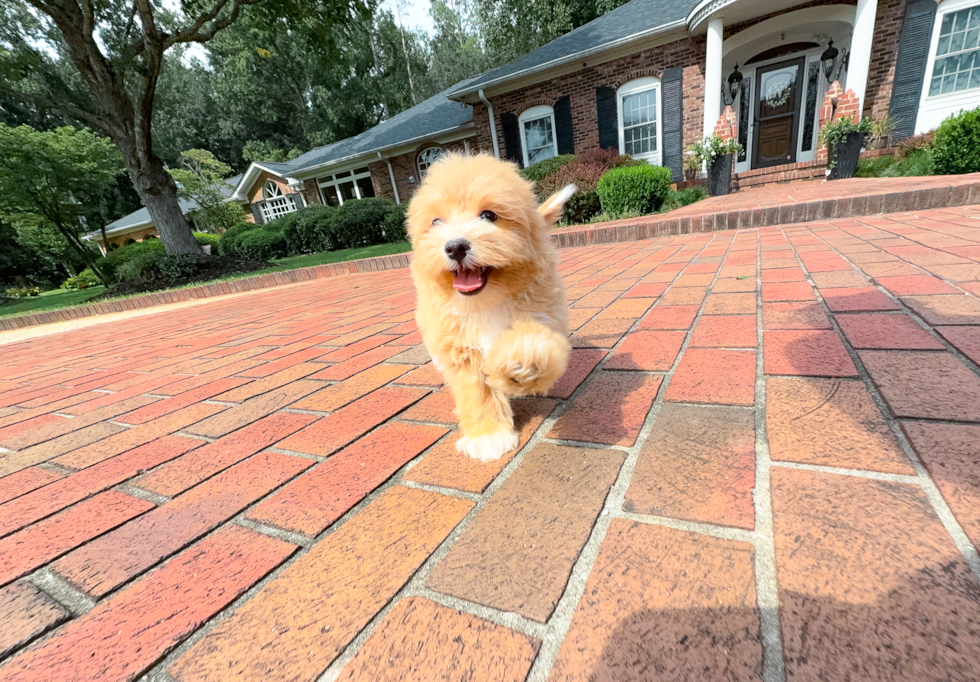 Cute Malt a Poo Poodle Mix Puppy