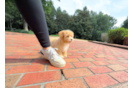 Maltipoo Puppy for Adoption