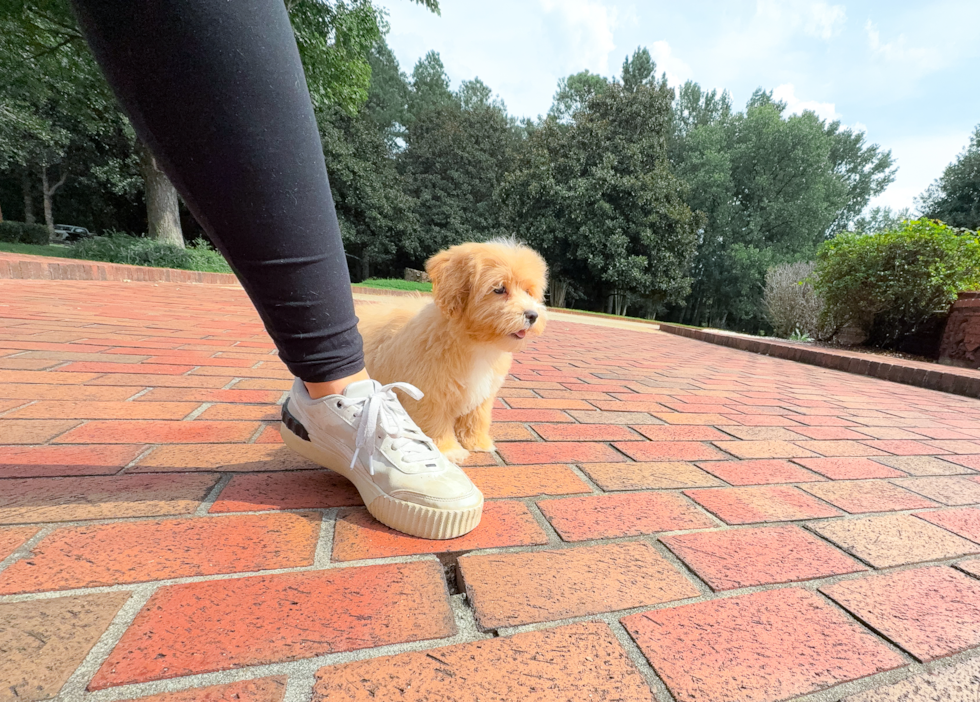 Maltipoo Puppy for Adoption