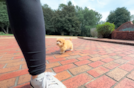 Maltipoo Pup Being Cute