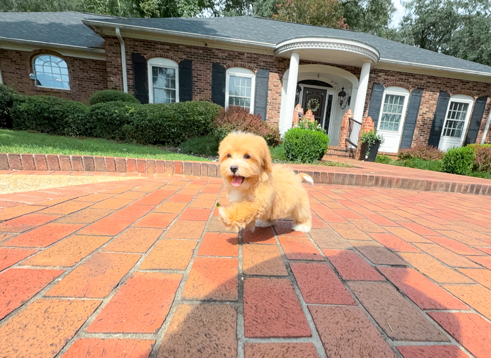 Maltipoo Pup Being Cute