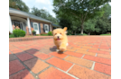 Cute Malt a Poo Poodle Mix Puppy