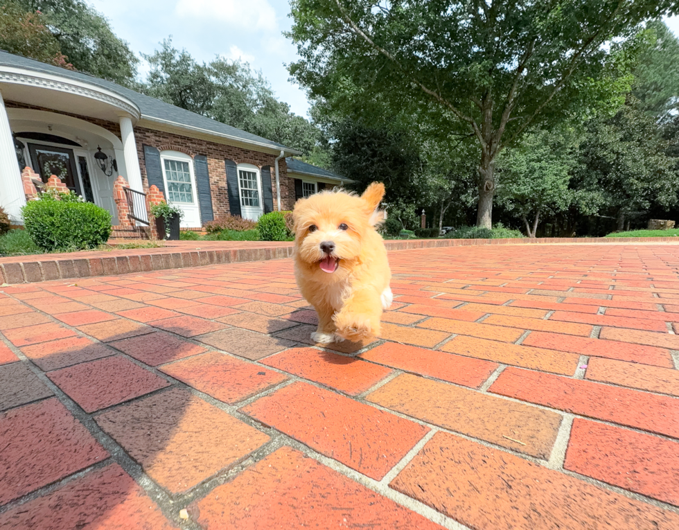 Cute Malt a Poo Poodle Mix Puppy