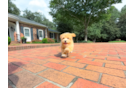 Cute Malt a Poo Poodle Mix Puppy