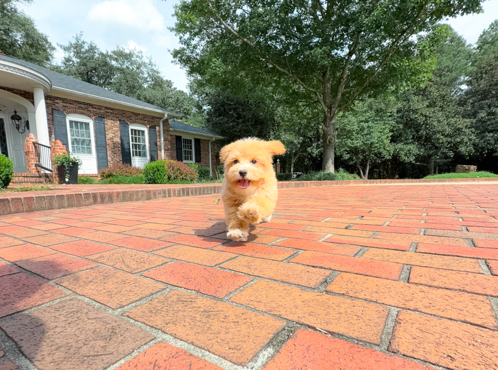 Cute Malt a Poo Poodle Mix Puppy