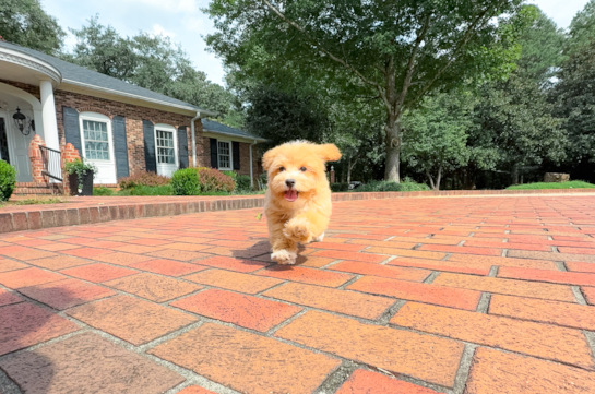 Maltipoo Pup Being Cute