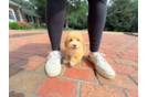 Cute Malt a Poo Poodle Mix Puppy