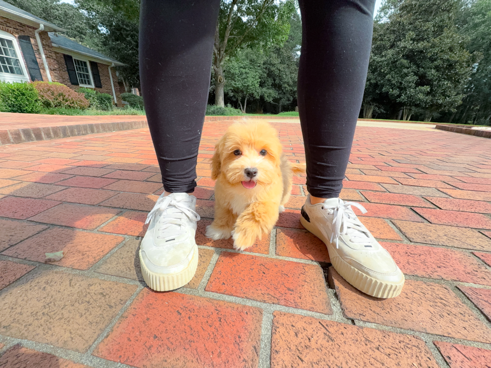 Cute Malt a Poo Poodle Mix Puppy
