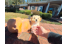 Cute Maltipoo Poodle Mix Pup