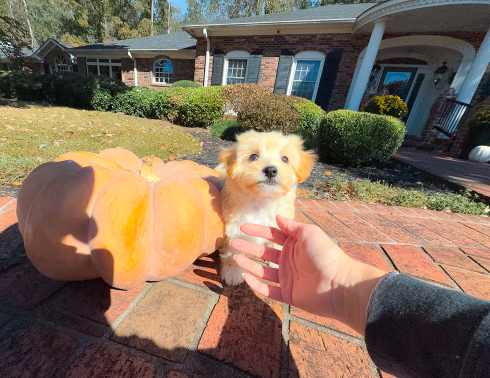 Cute Maltipoo Poodle Mix Pup